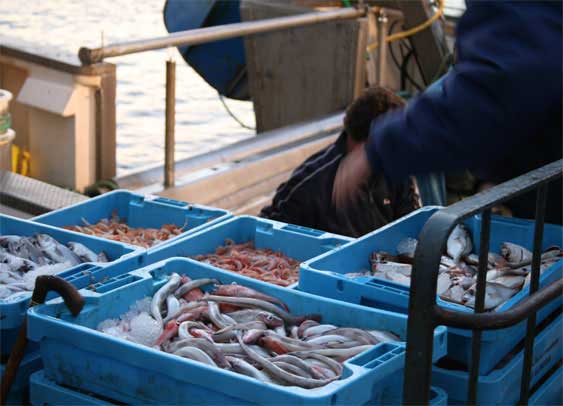 Pescados y mariscos en Benidorm, Calpe, Altea