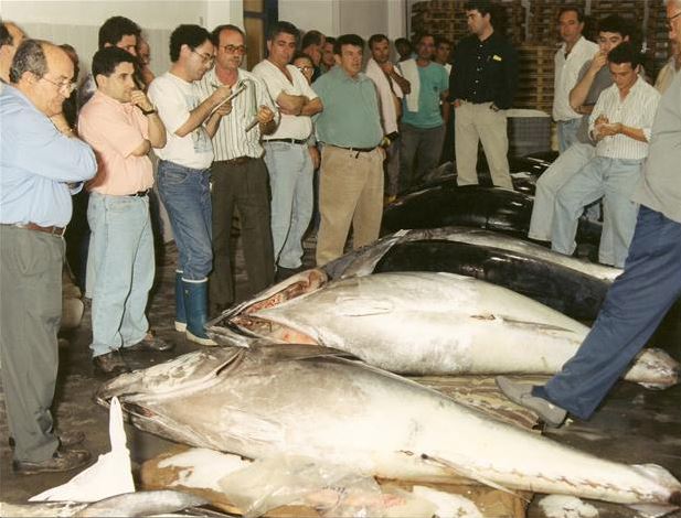 Pescado y marisco en Benidorm, Calpe, Altea